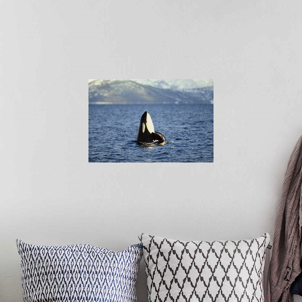 A bohemian room featuring Killer whale spy hopping with calf in an Arctic Fjord, Norway, Scandinavia
