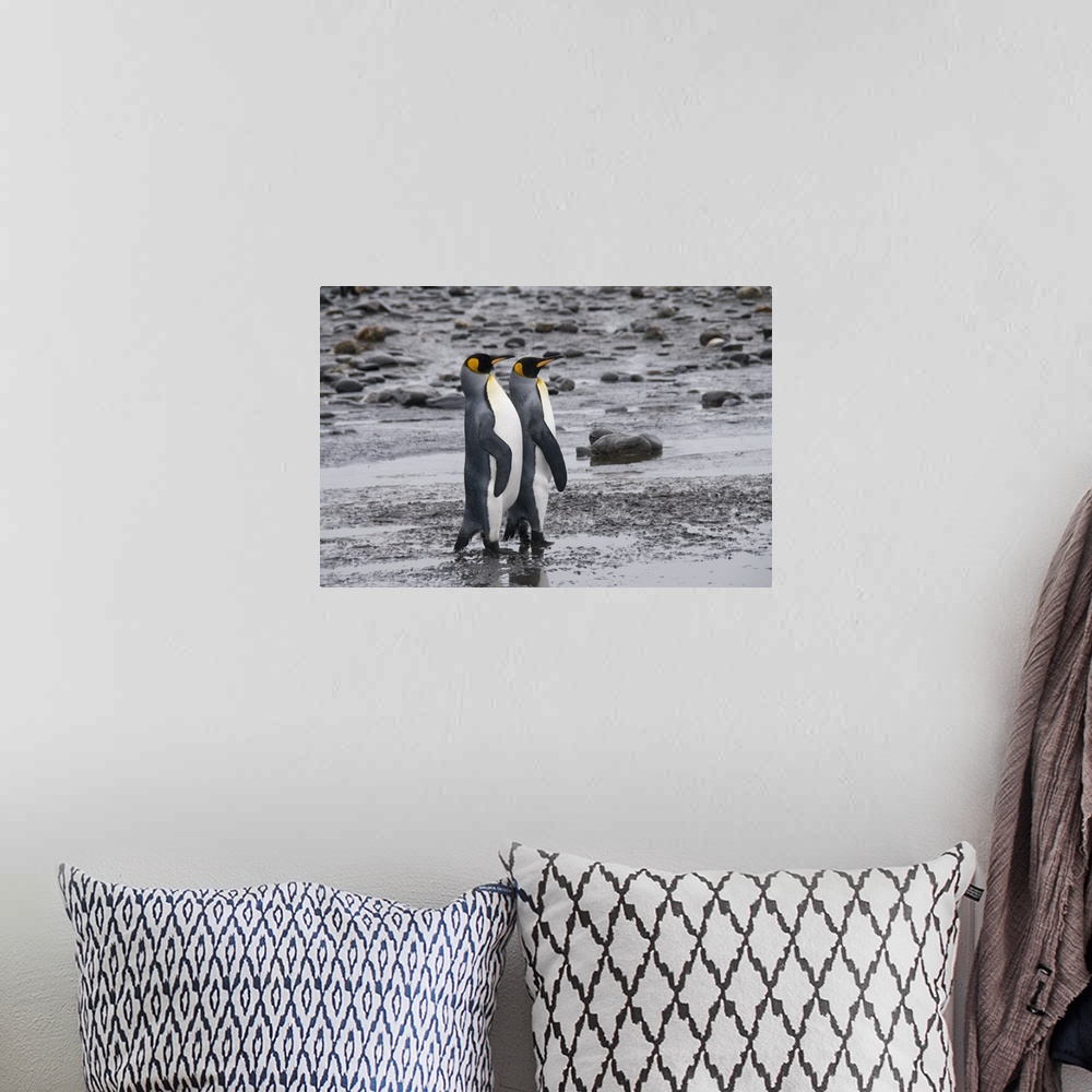 A bohemian room featuring King penguins, Salisbury Plain, South Georgia, South Atlantic