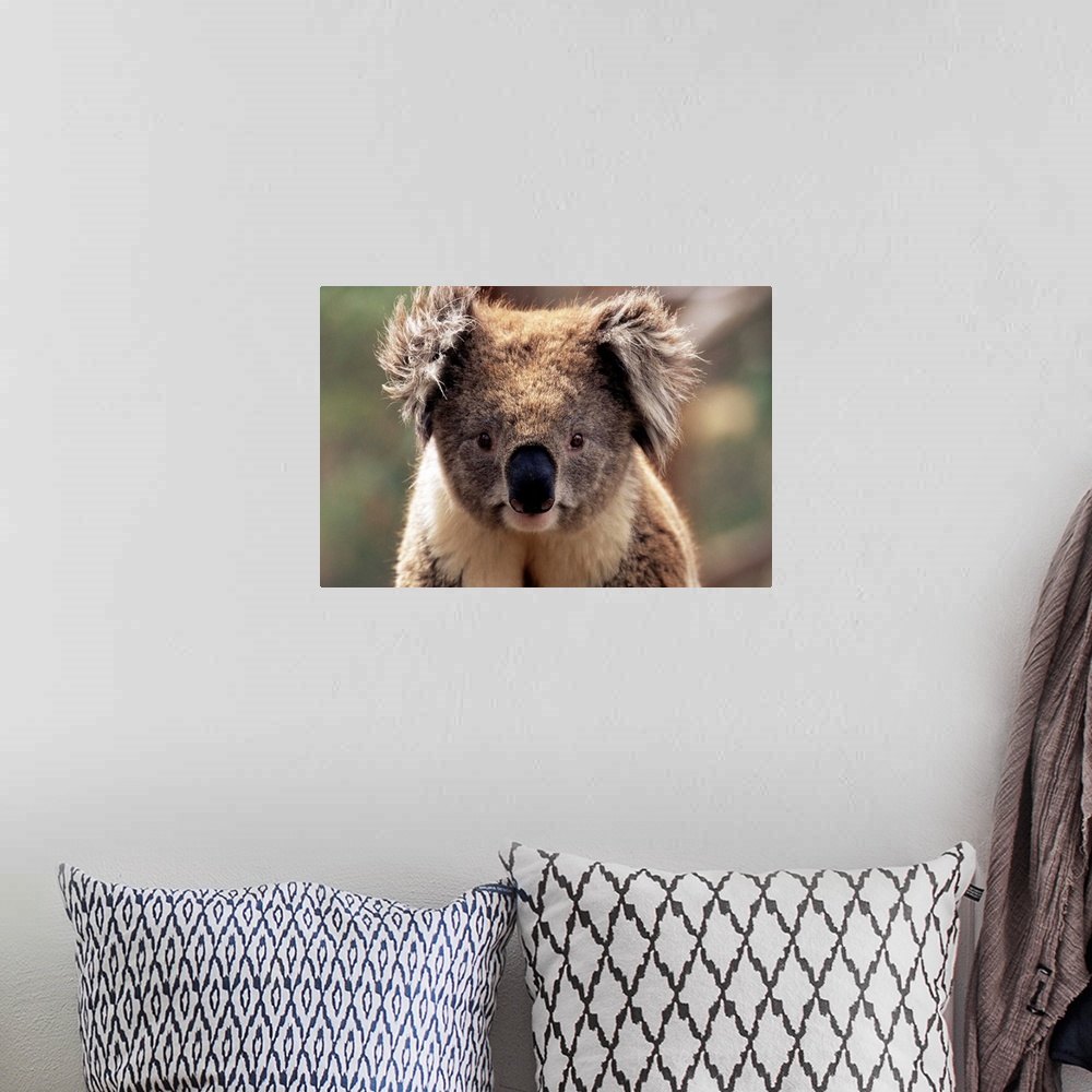 A bohemian room featuring Koala bear, Phillip Island, Victoria, Australia, Pacific