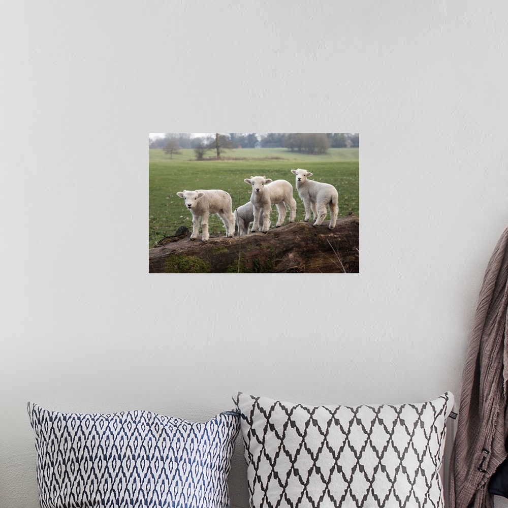A bohemian room featuring Lambs playing on a log in Stourhead parkland, South Somerset, Somerset, England