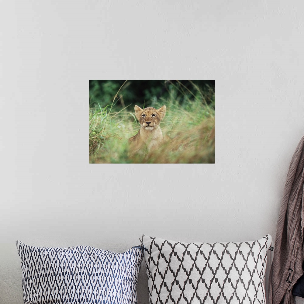 A bohemian room featuring Lion cub, Kruger National Park, South Africa