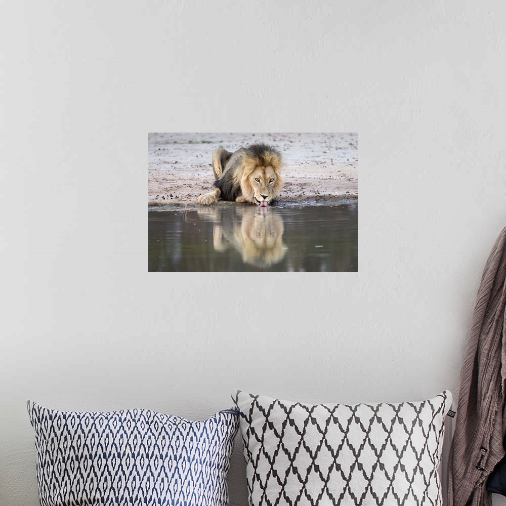 A bohemian room featuring Lion (Panthera leo) drinking, Kgalagadi Transfrontier Park, South Africa, Africa.