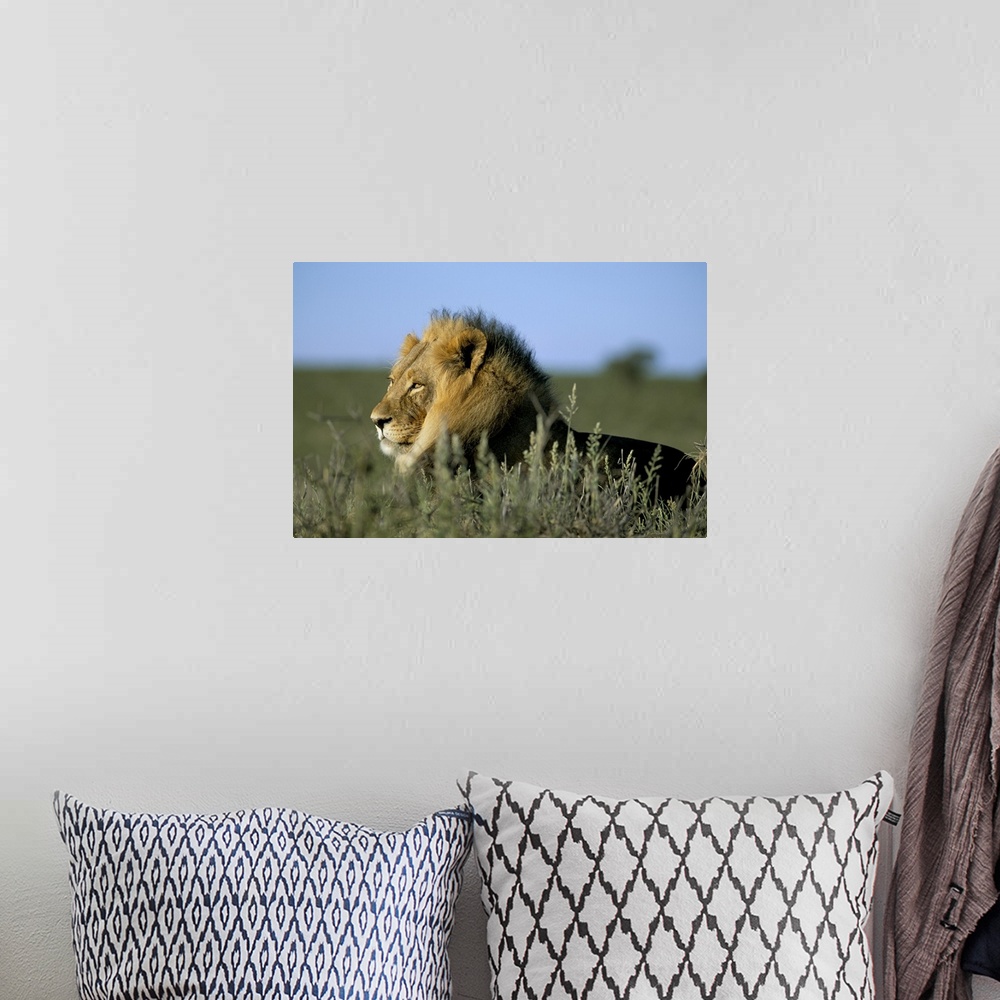 A bohemian room featuring Lion, Kalahari Gemsbok Park, South Africa, Africa