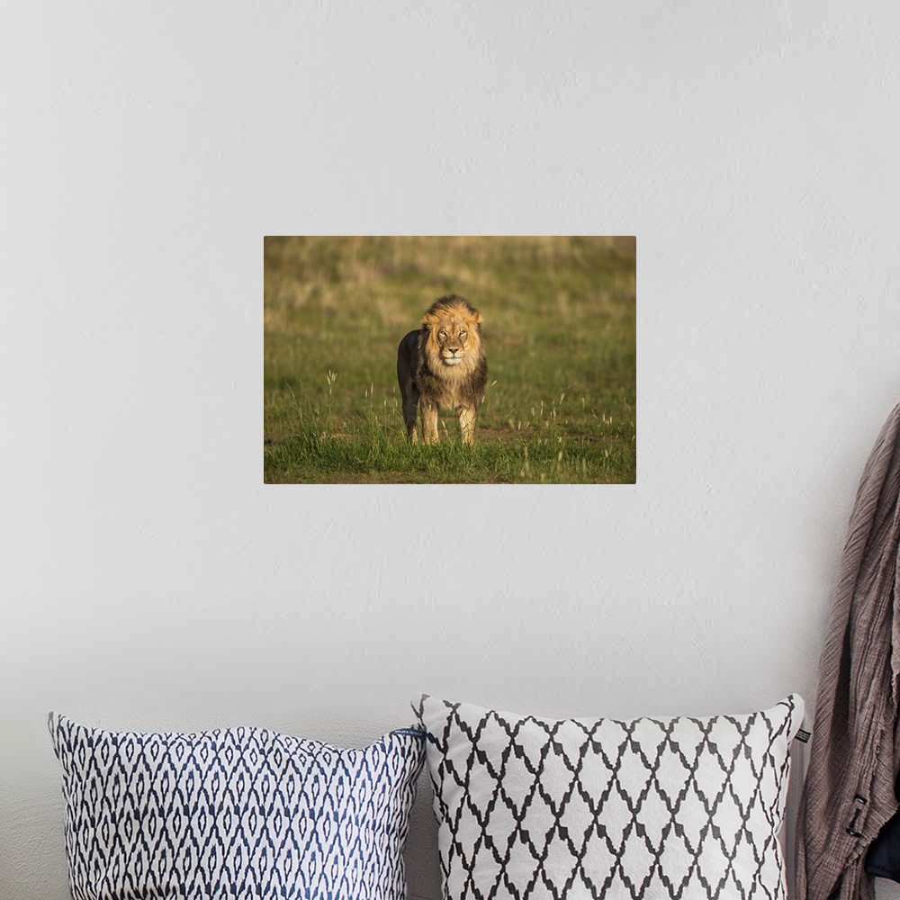 A bohemian room featuring Lion (Panthera leo), Kgalagadi Transfrontier Park, Northern Cape, South Africa, Africa