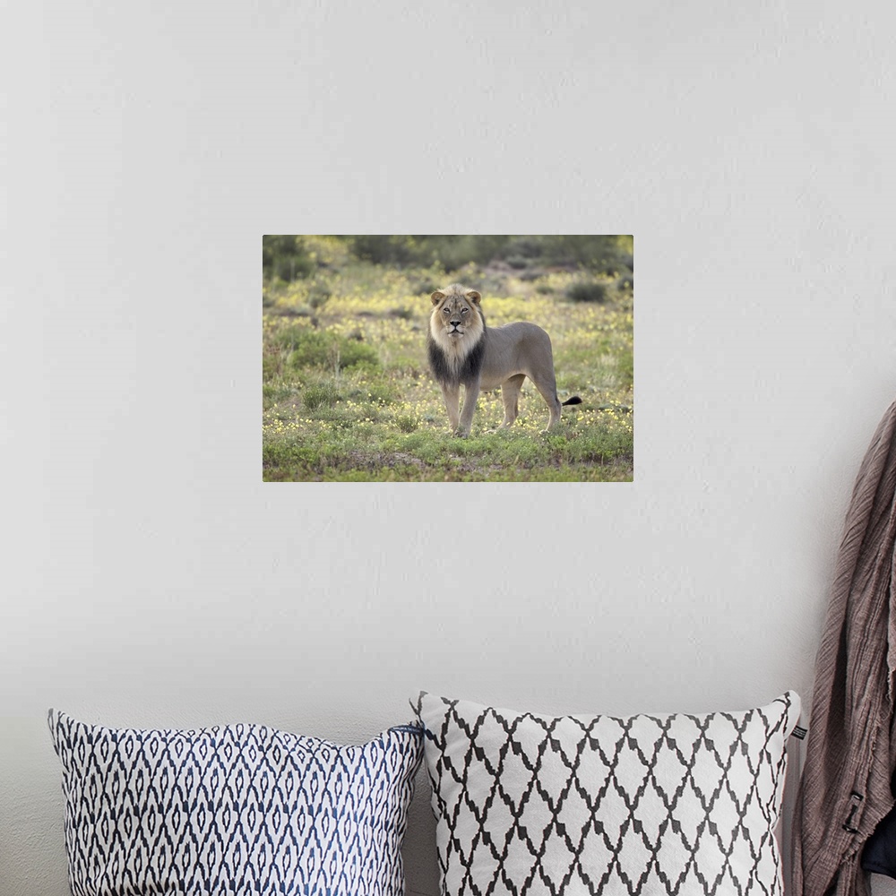 A bohemian room featuring Lion standing among yellow wild flowers, Northern Cape, South Africa