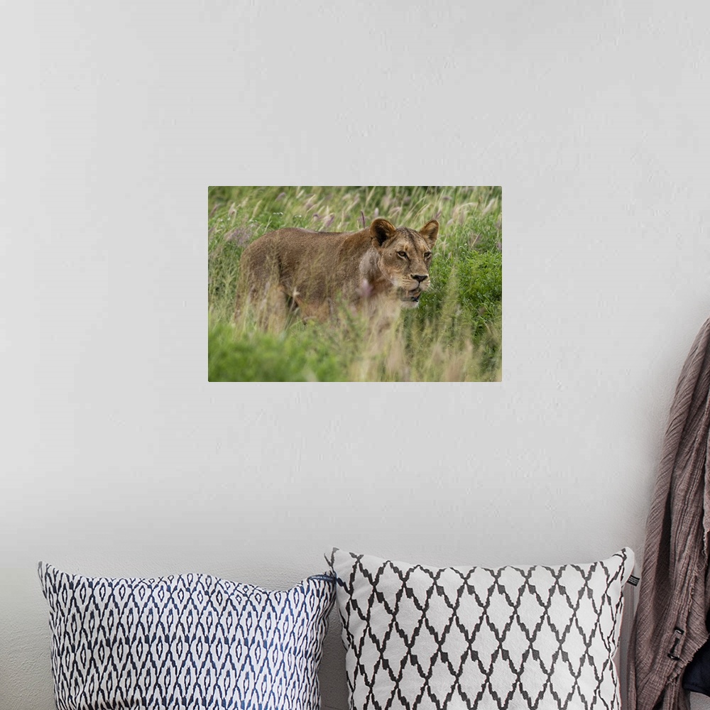 A bohemian room featuring Lioness (Panthera leo), Tsavo, Kenya, East Africa, Africa