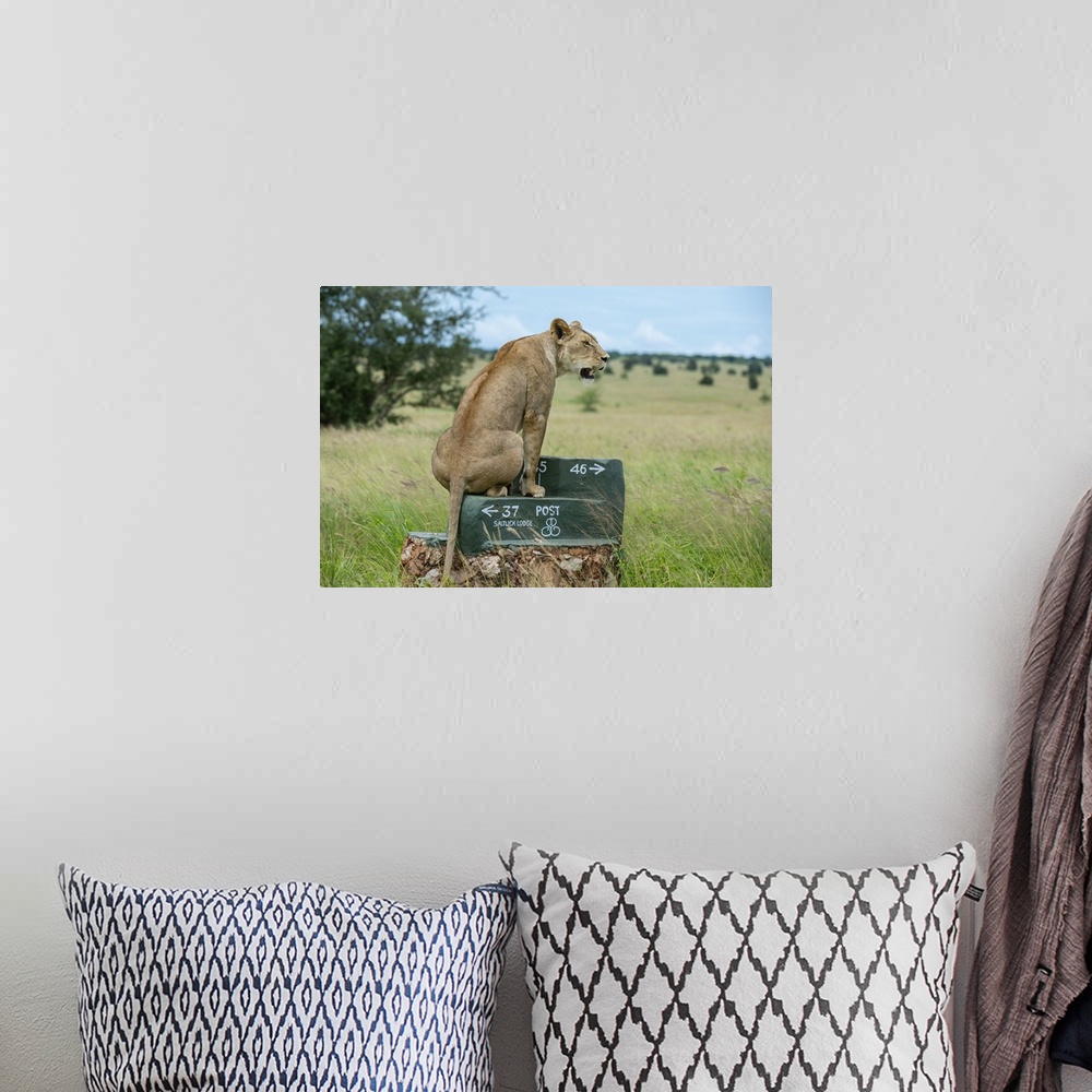 A bohemian room featuring Lioness (Panthera leo), Tsavo, Kenya, East Africa, Africa