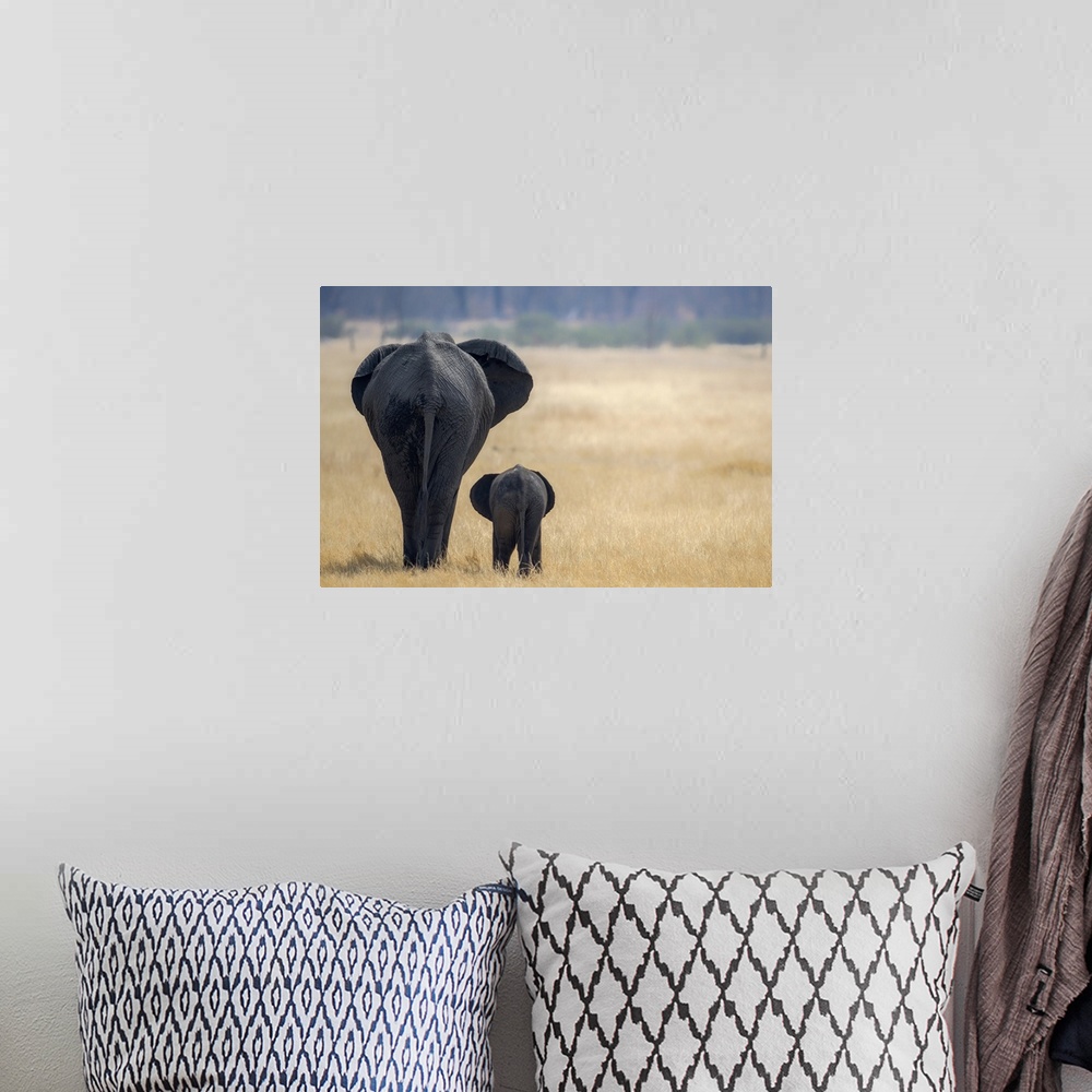 A bohemian room featuring Little and Large, elephant calf and mother, Hwange National Park, Zimbabwe, Africa