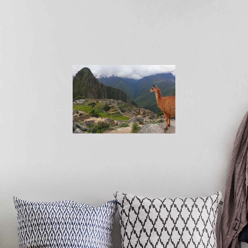 A bohemian room featuring Llama standing at Machu Picchu viewpoint, Peru