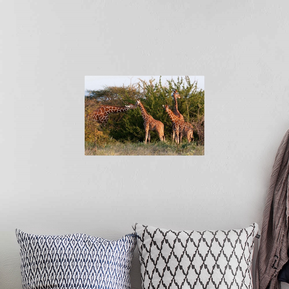 A bohemian room featuring Masai giraffe, Samburu National Reserve, Kenya, East Africa, Africa