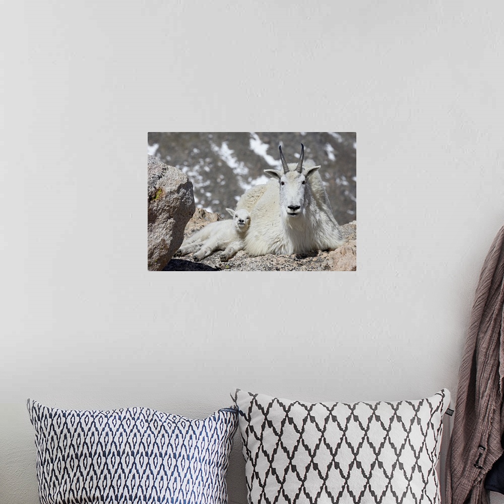 A bohemian room featuring Mountain goat (Oreamnos americanus) nanny and kid, Mount Evans, Colorado