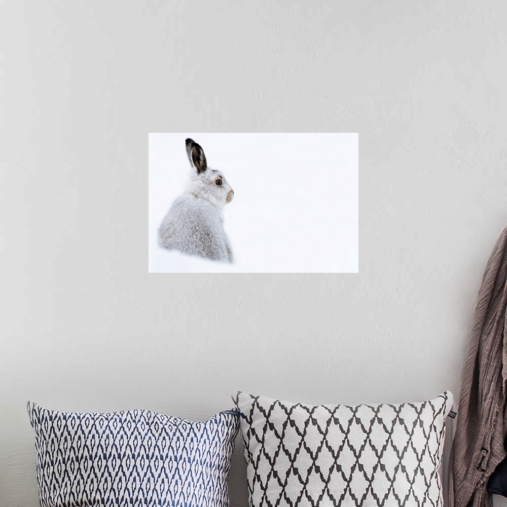 A bohemian room featuring Mountain hare portrait (Lepus timidus) in winter snow, Scottish Highlands, Scotland, United Kingd...