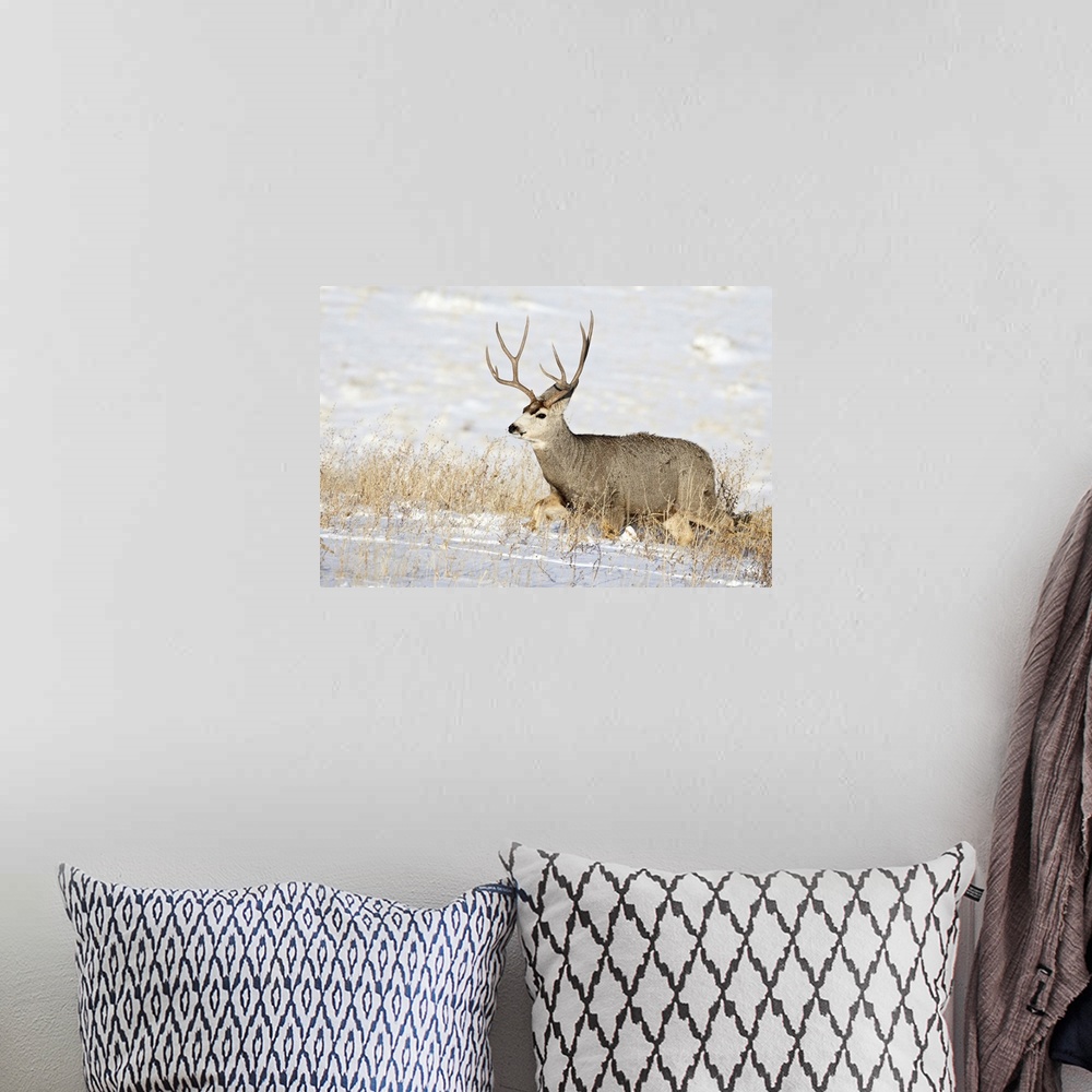 A bohemian room featuring Mule deer buck in snow, Roxborough State Park, Colorado