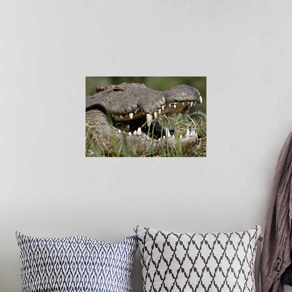 A bohemian room featuring Nile Crocodile with mouth open, Kruger National Park, South Africa