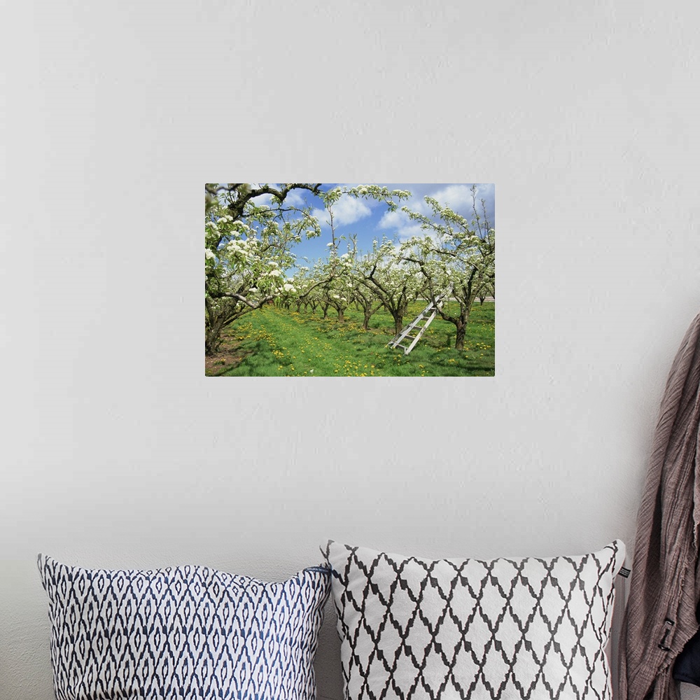 A bohemian room featuring Pear blossom in orchard, Holt Fleet, Worcestershire, England, United Kingdom, Europe