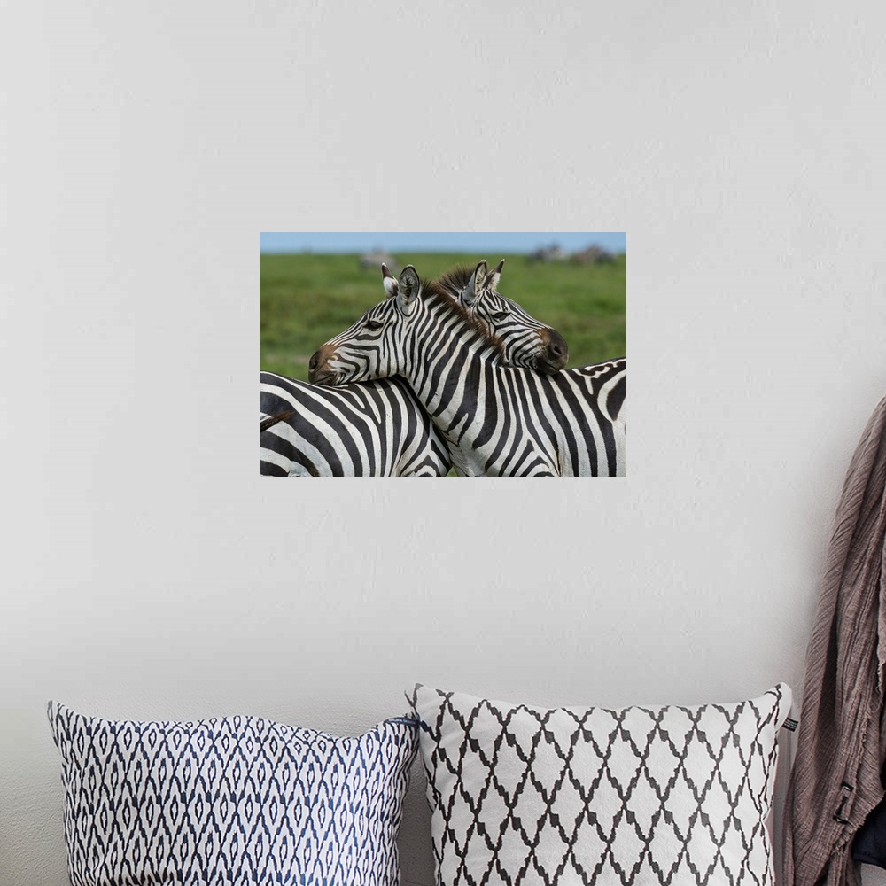 A bohemian room featuring Plains zebras (Equus quagga), Ndutu, Ngorongoro Conservation Area, Serengeti, Tanzania, East Afri...
