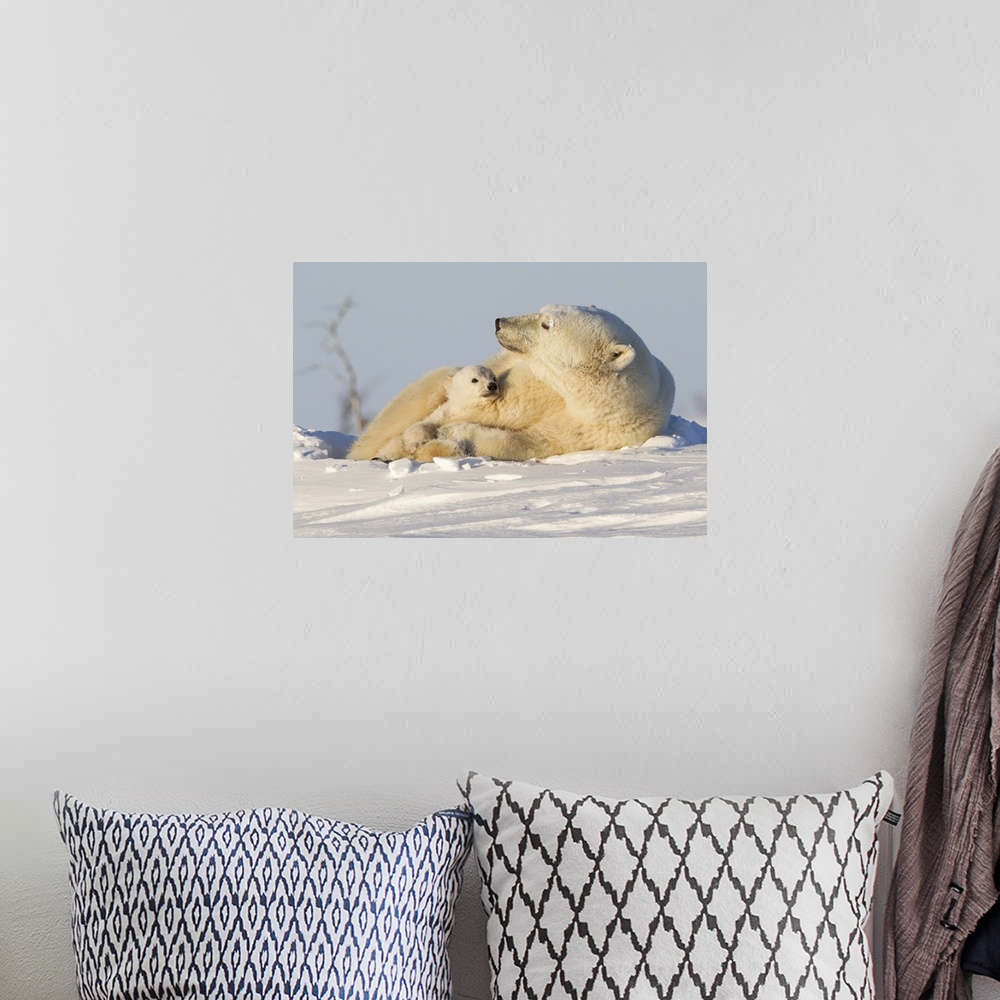 A bohemian room featuring Polar bear and cub, Wapusk National Park, Churchill, Hudson Bay, Manitoba, Canada