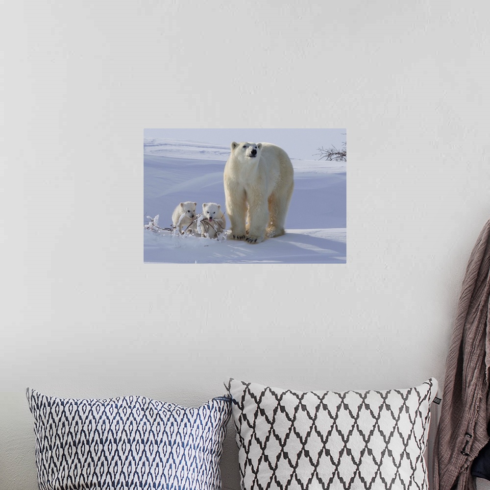 A bohemian room featuring Polar bear and cubs, Wapusk National Park, Manitoba, Canada