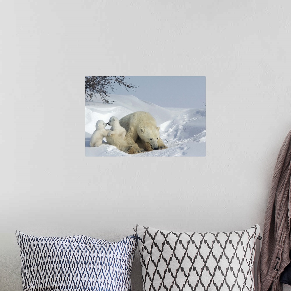 A bohemian room featuring Polar bear mother with twin cubs, Churchill, Hudson Bay, Manitoba, Canada