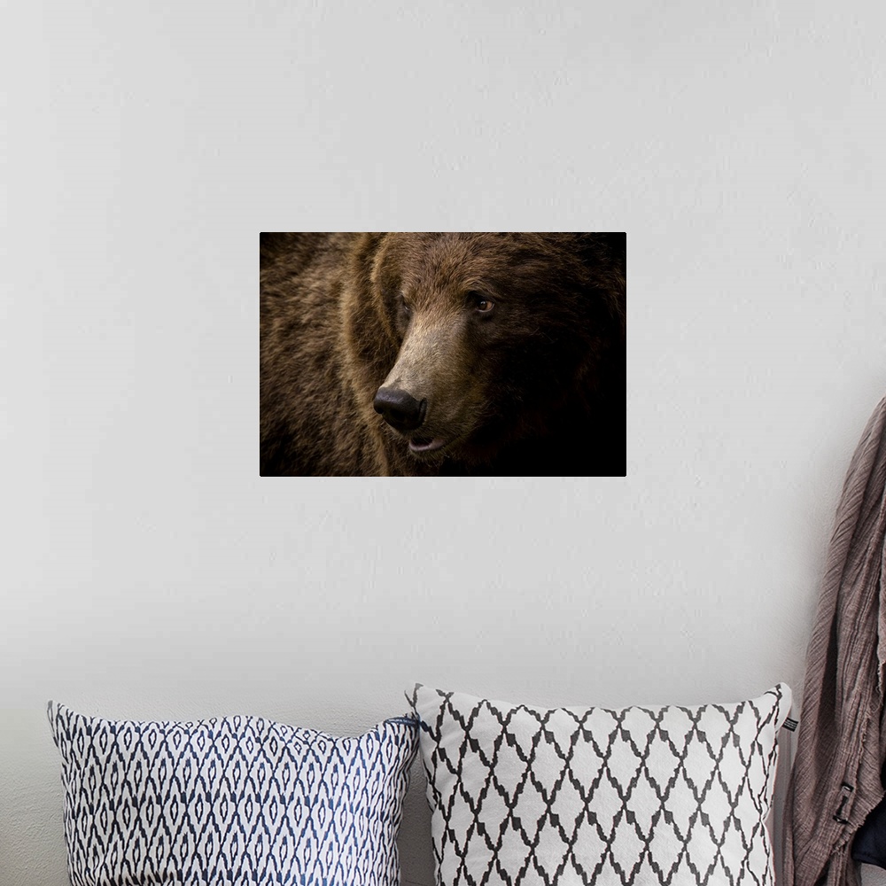 A bohemian room featuring Portrait of a brown bear (Ursus arctos) large male, Finland, Scandinavia, Europe