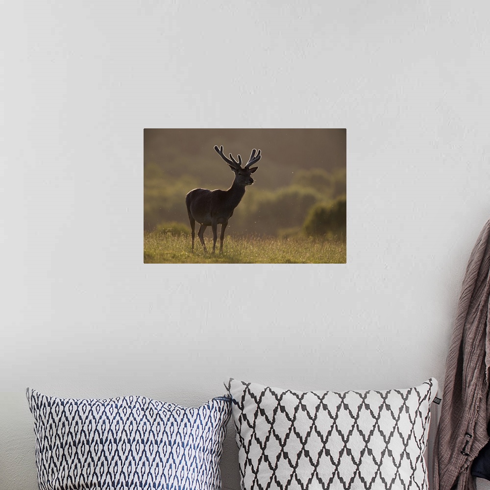 A bohemian room featuring Red deer stag in velvet, Grasspoint, Mull, Inner Hebrides, Scotland