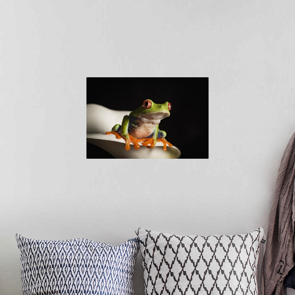 A bohemian room featuring Red eyed tree frog, captive