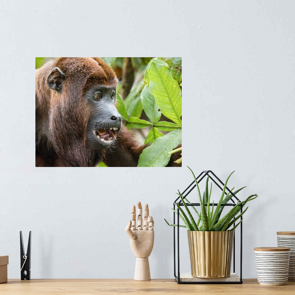A bohemian room featuring Adult male red howler monkey (Alouatta seniculus), in the village of San Francisco, Amazon Basin,...