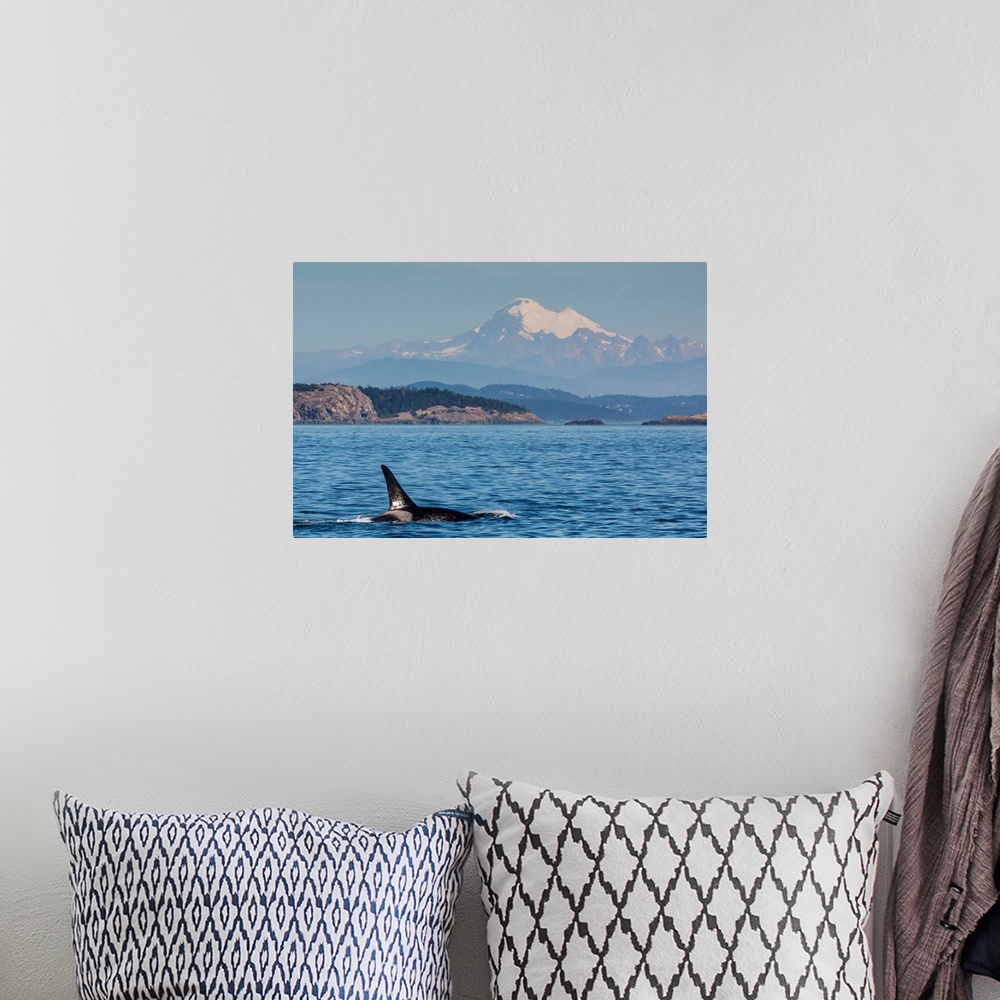 A bohemian room featuring Resident killer whale bull, Cattle Pass, San Juan Island, Washington, USA