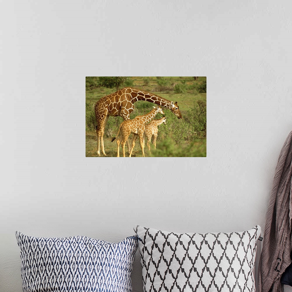 A bohemian room featuring Reticulated giraffe, Samburu, Kenya, East Africa, Africa