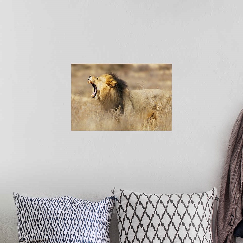 A bohemian room featuring Roaring lion (Panthera leo), Kgalagadi Transfrontier Park, Kalahari, Northern Cape, South Africa,...