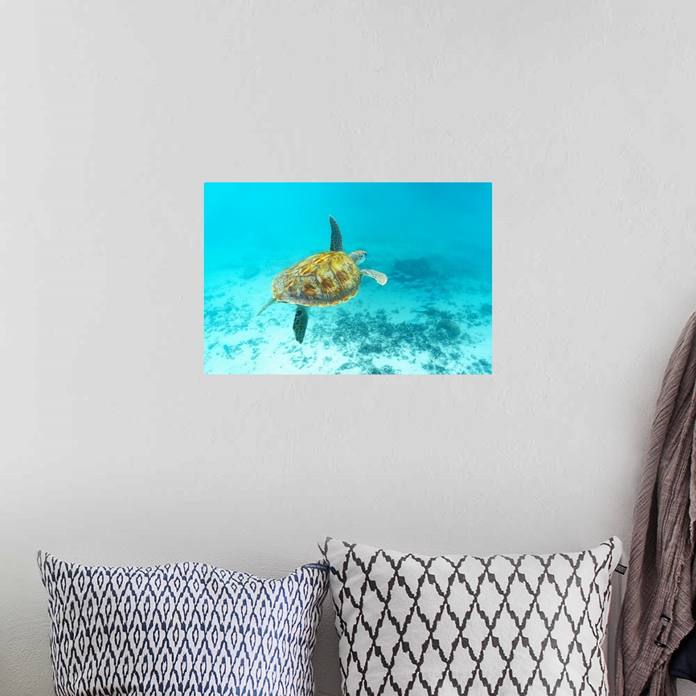 A bohemian room featuring Sea turtle floating underwater over coral reef, Mauritius, Indian Ocean, Africa