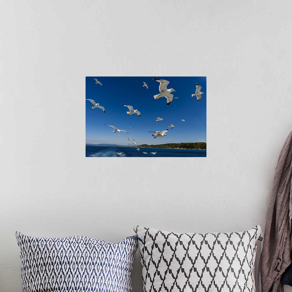 A bohemian room featuring Seagulls (Laridae) flying behind a tourist boat, Mount Athos, Central Macedonia, Greece, Europe