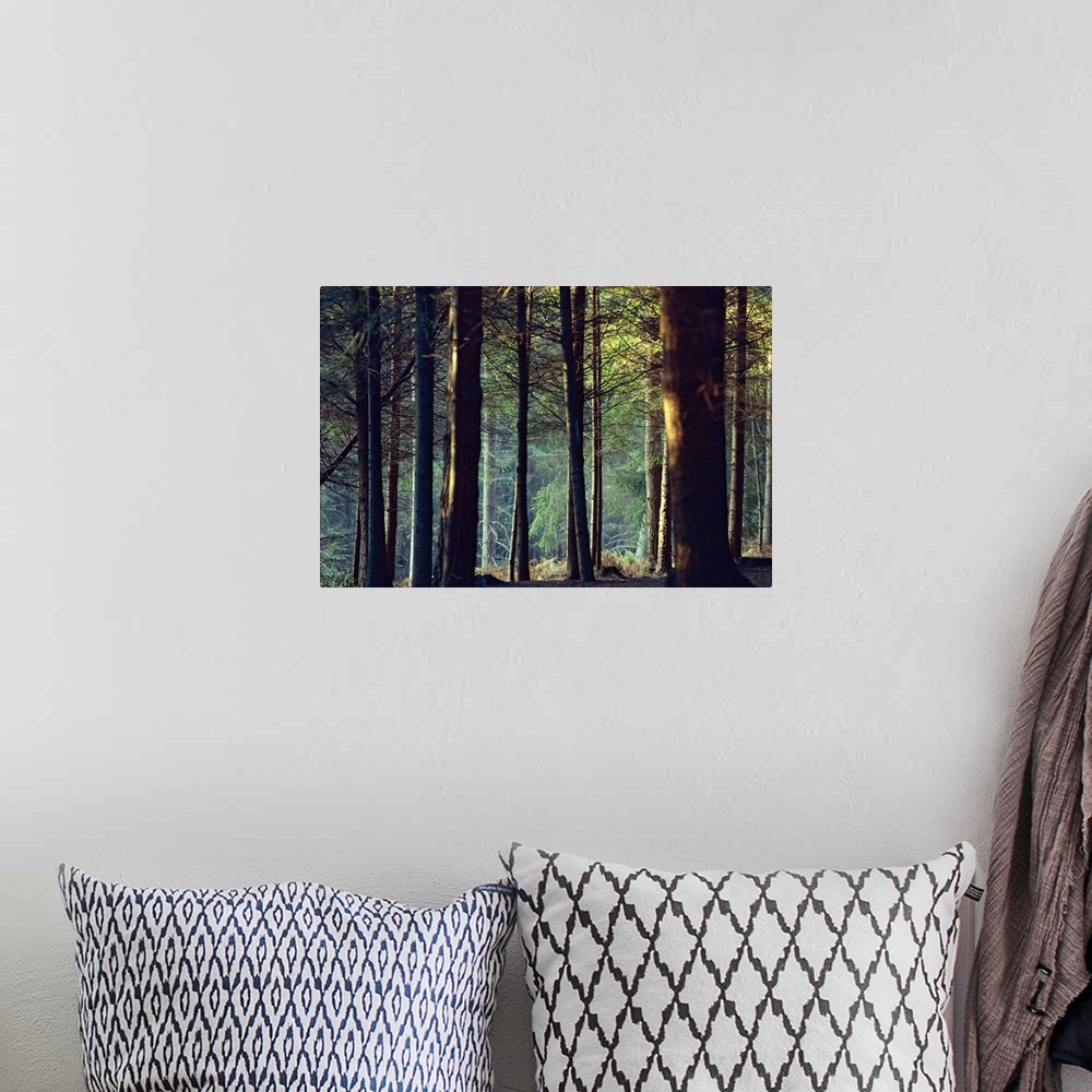 A bohemian room featuring Shady forest scene, New Forest, Hampshire, England, United Kingdom, Europe
