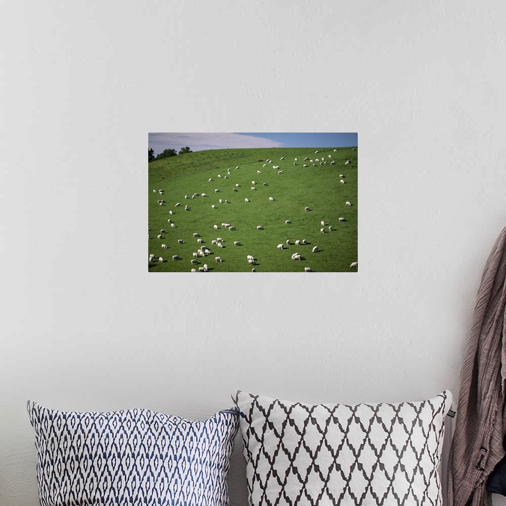 A bohemian room featuring Sheep grazing on downs, Canterbury, South Island, New Zealand
