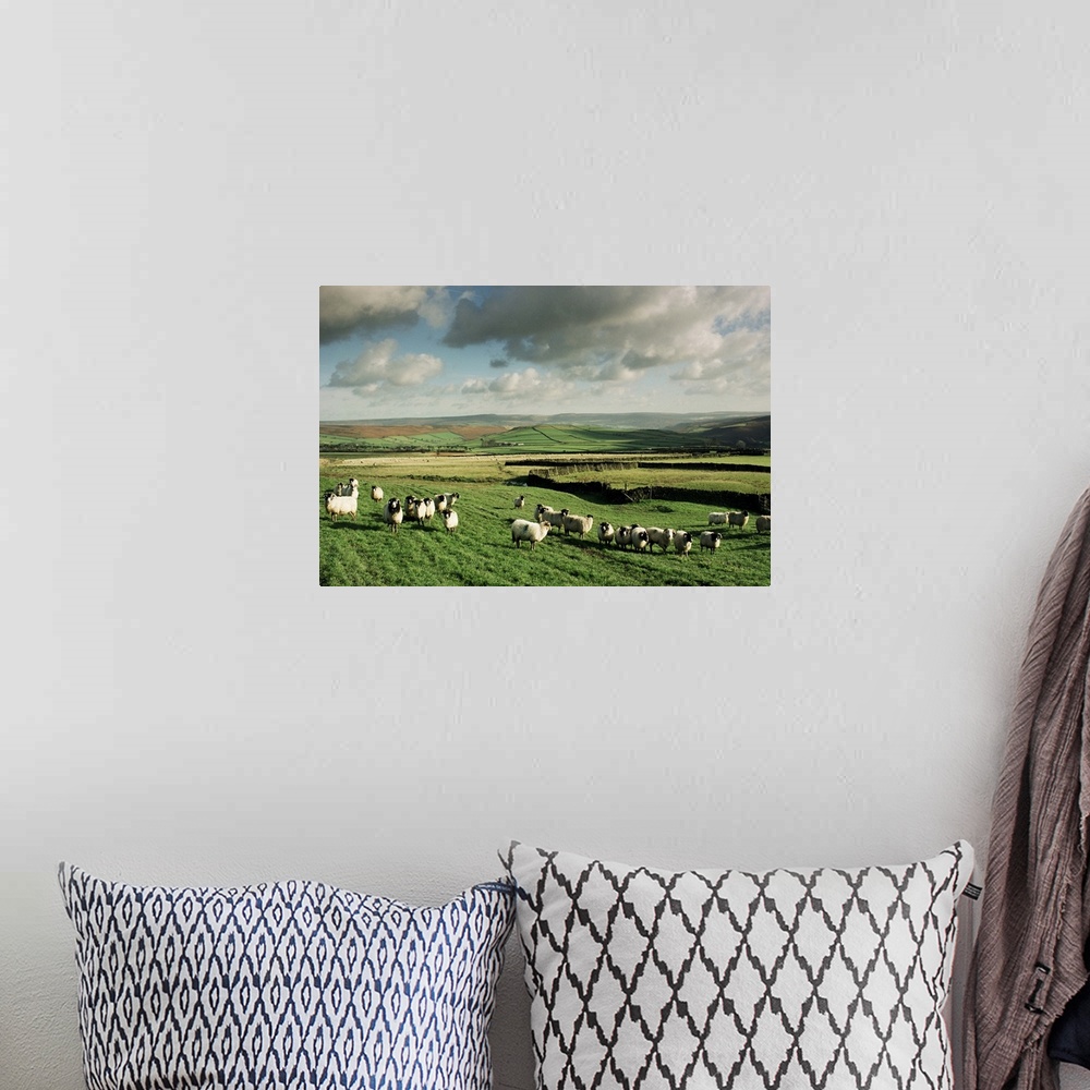 A bohemian room featuring Sheep on Abney Moor, Peak District National Park, England, UK