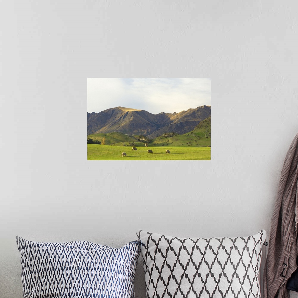 A bohemian room featuring Sheep, Wanaka, Central Otago, South Island, New Zealand, Pacific