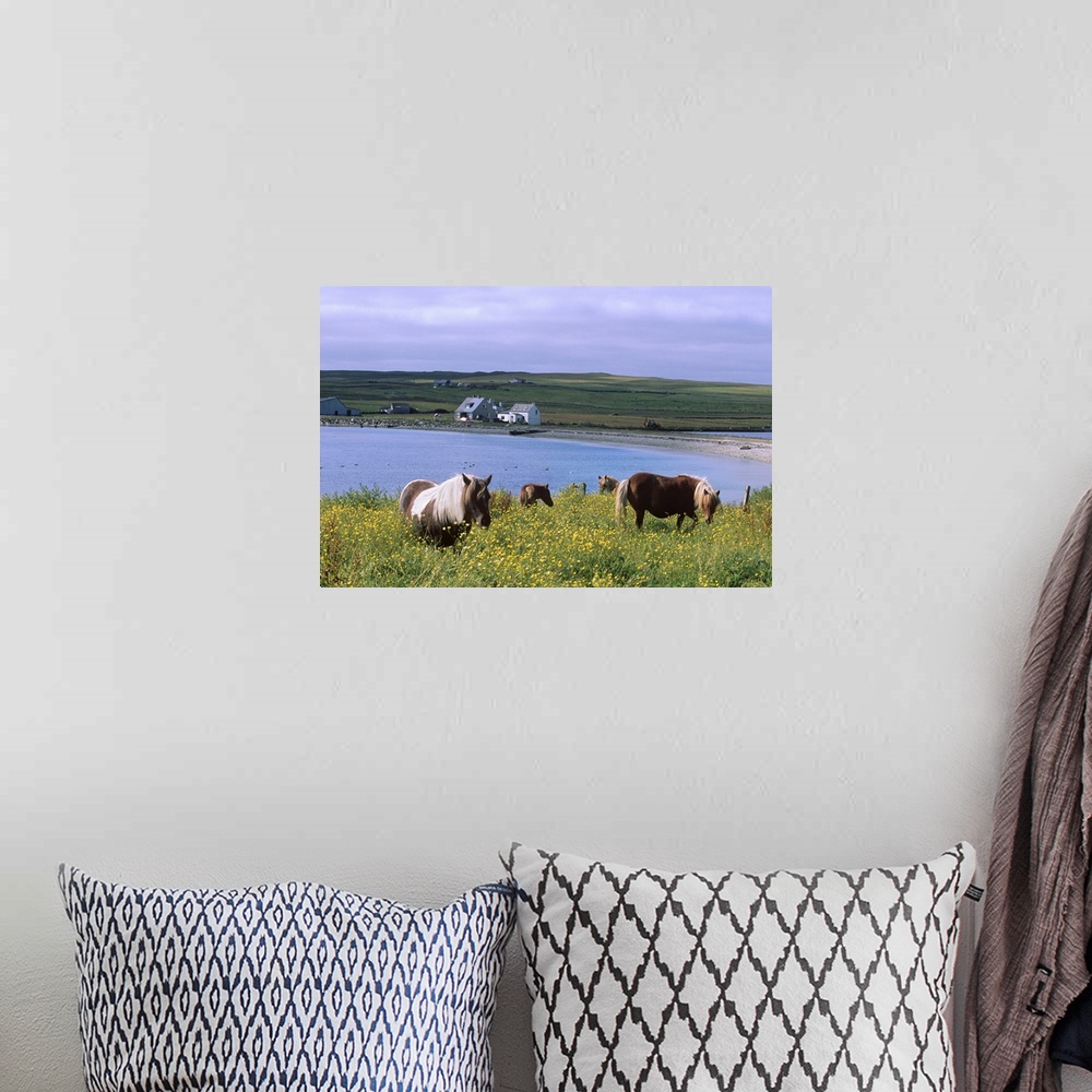 A bohemian room featuring Shetland ponies, Unst, Shetland Islands, Scotland, UK