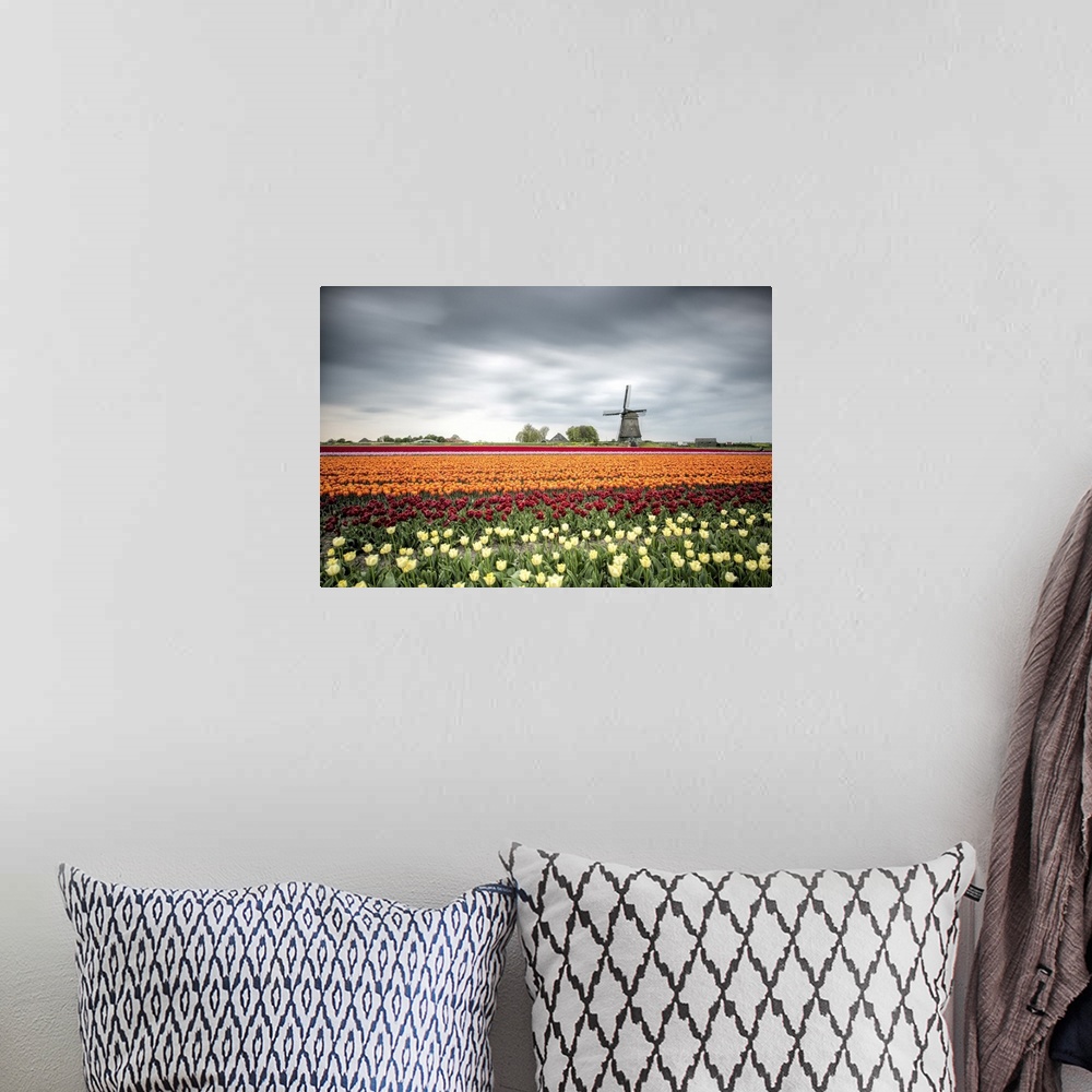 A bohemian room featuring Spring clouds over fields of multicolored tulips and windmill, Berkmeer, Koggenland, North Hollan...