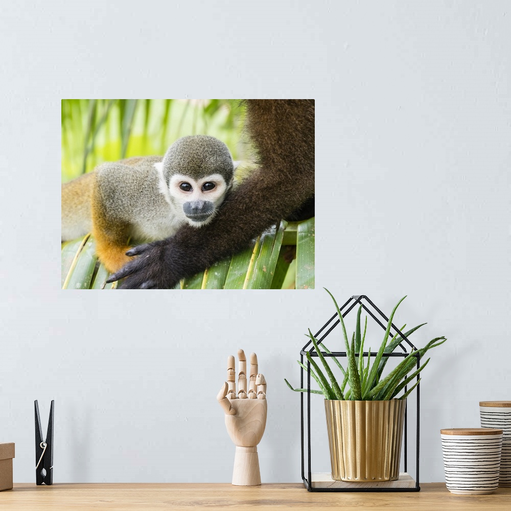 A bohemian room featuring Adult common squirrel monkey (Saimiri sciureus), in San Francisco Village, Amazon Basin, Loreto, ...