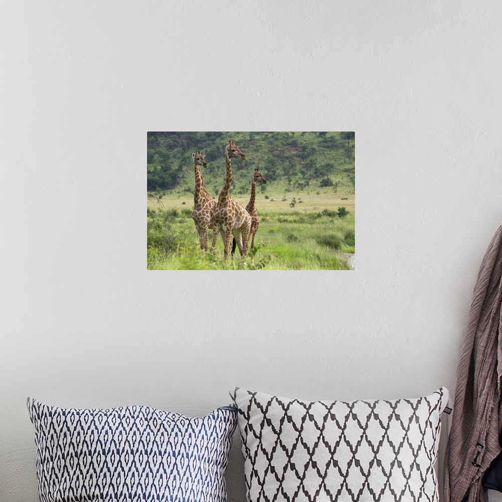 A bohemian room featuring Three giraffes, Pilanesberg Game Reserve, North West Province, South Africa