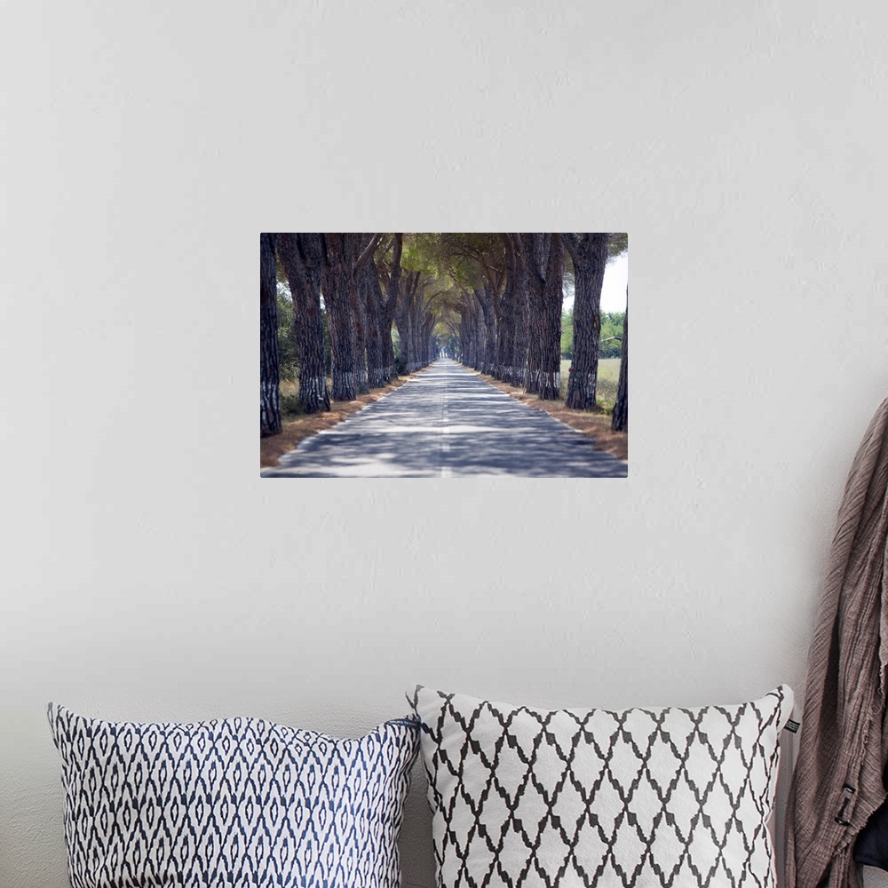 A bohemian room featuring Tree-lined road, Maremma, Tuscany, Italy, Europe