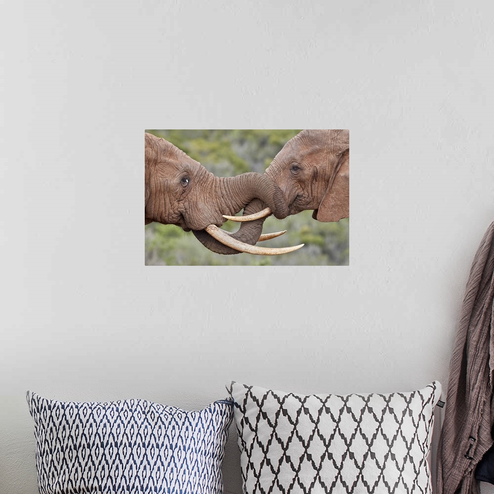 A bohemian room featuring Two African Elephant (Loxodonta africana) greeting each other, Addo Elephant National Park, South...