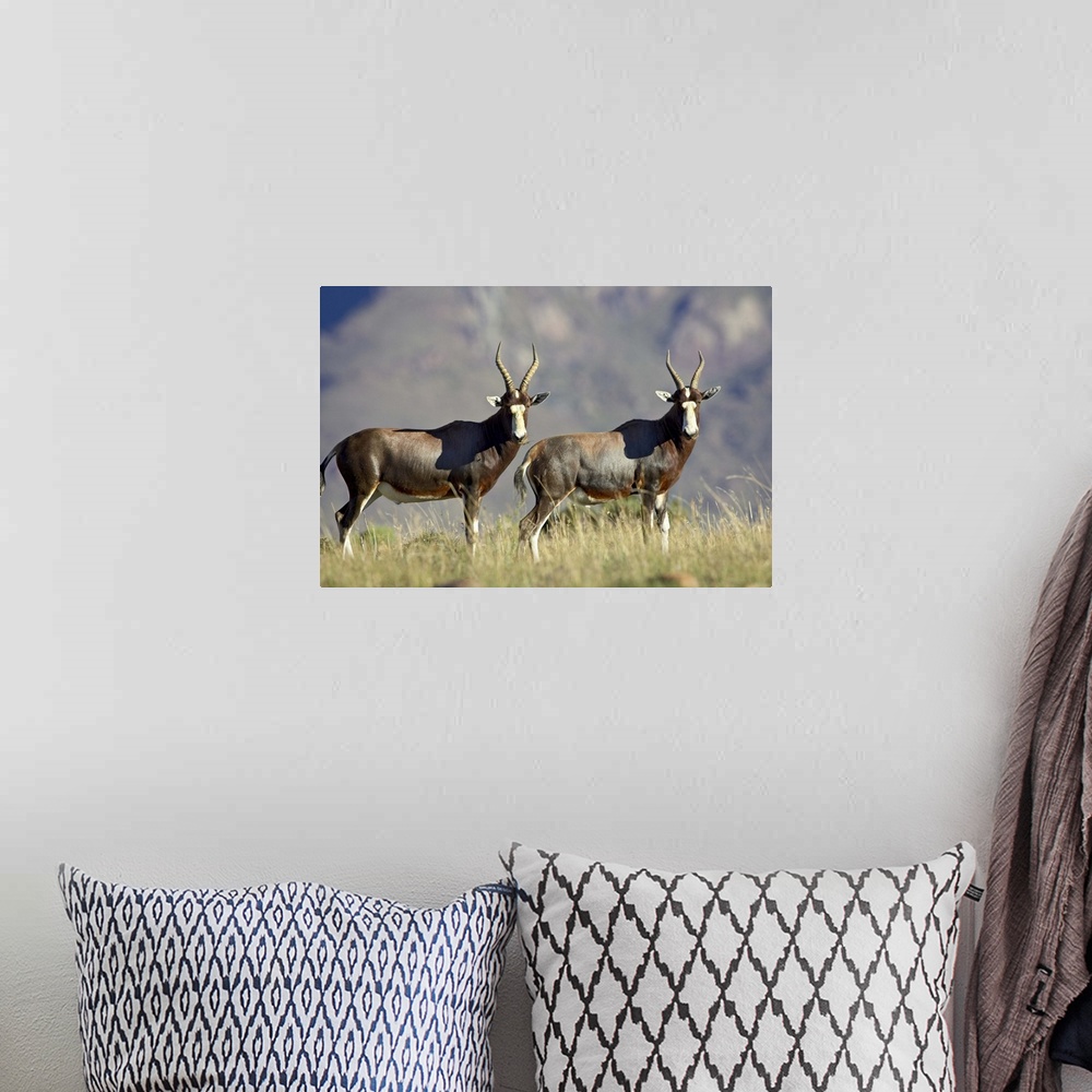 A bohemian room featuring Two blesbok (Damaliscus pygargus phillipsi), Mountain Zebra National Park