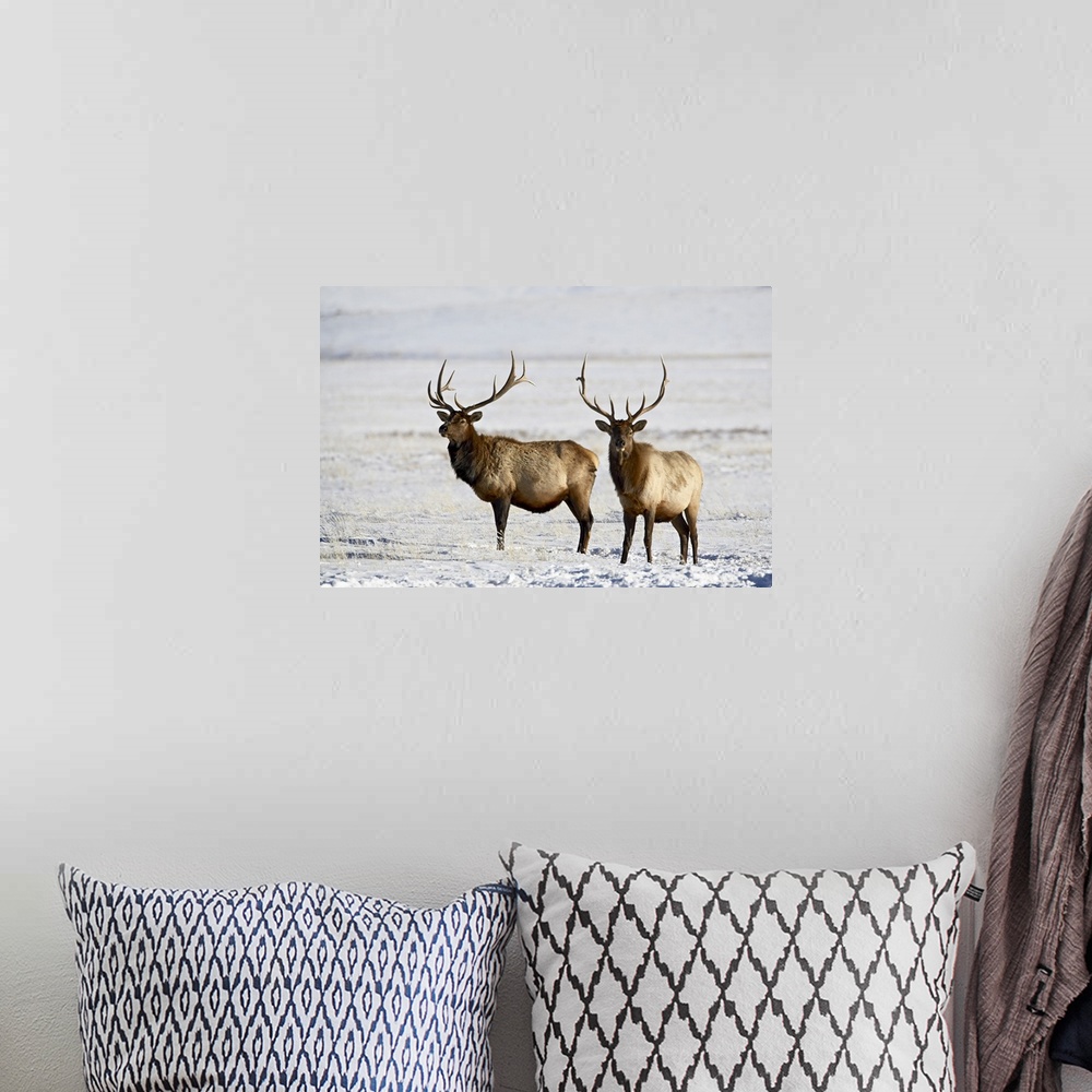 A bohemian room featuring Two bull elk in the snow, National Elk Refuge, Jackson, Wyoming