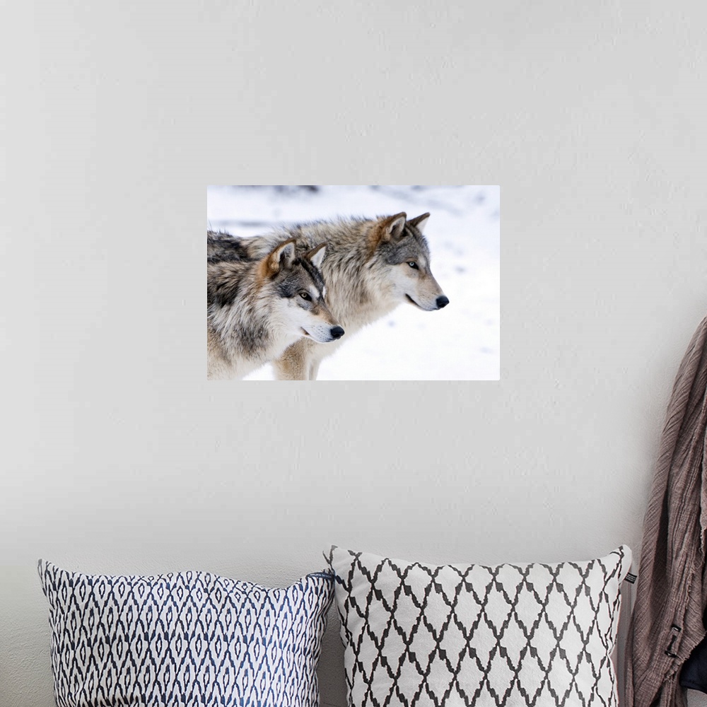 A bohemian room featuring Two sub adult North American Timber wolves (Canis lupus) in snow, Austria, Europe
