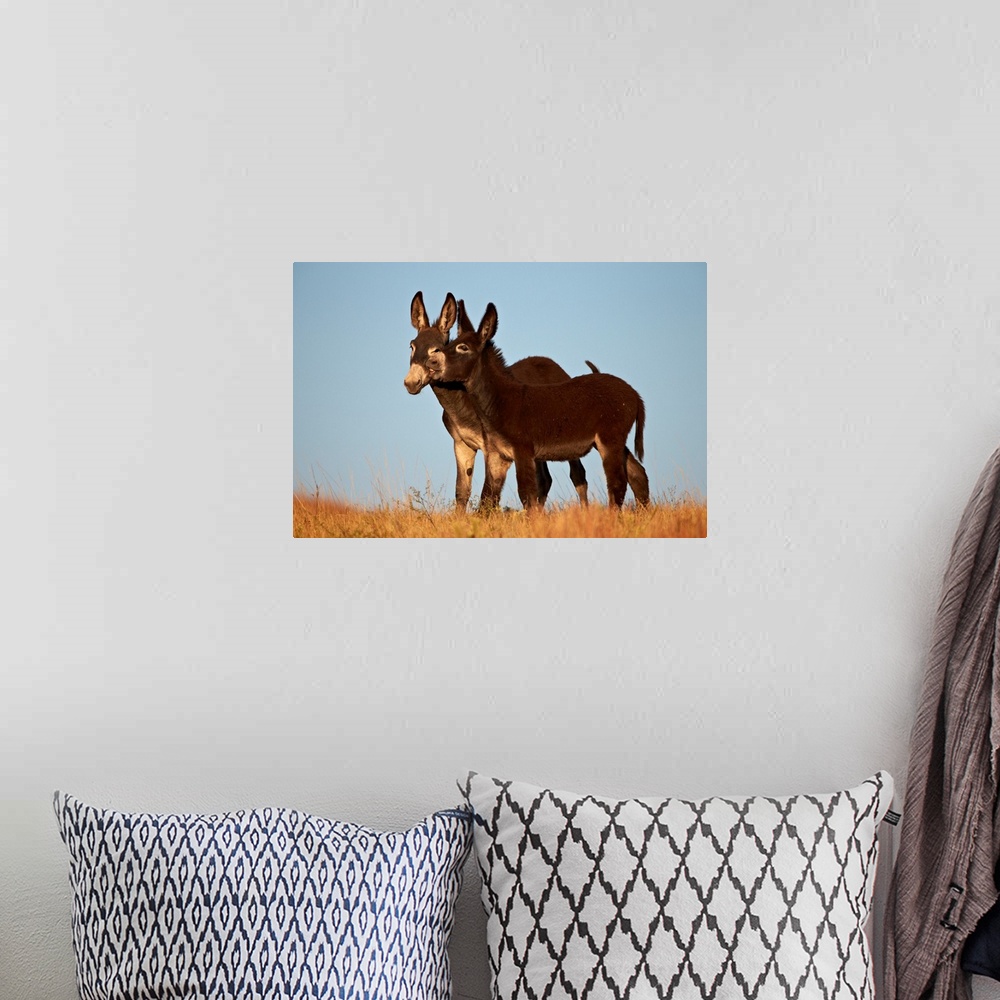 A bohemian room featuring Two young wild burro playing, Custer State Park, South Dakota, USA