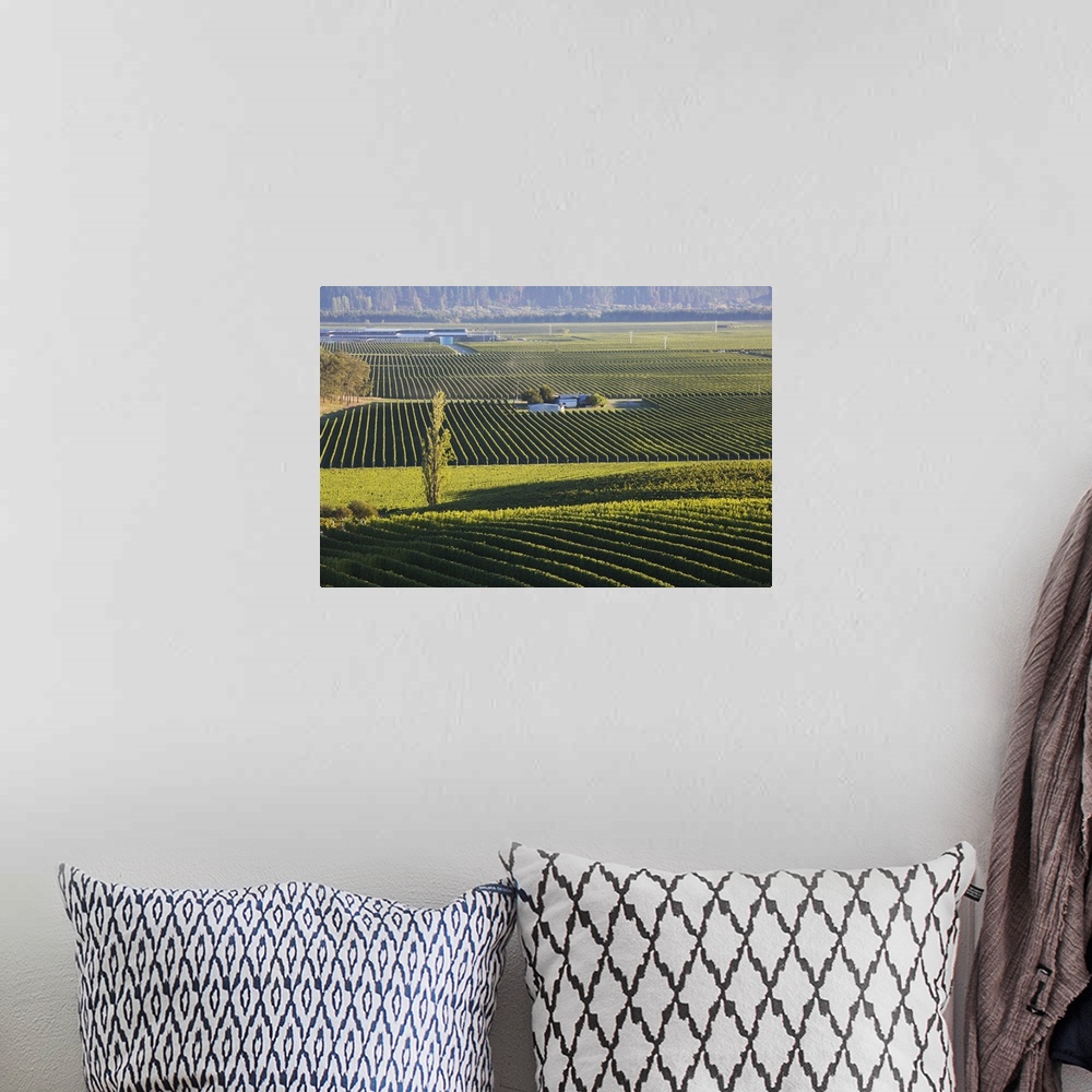 A bohemian room featuring View over typical vineyards in the Wairau Valley, early morning, Renwick, near Blenheim, Marlboro...