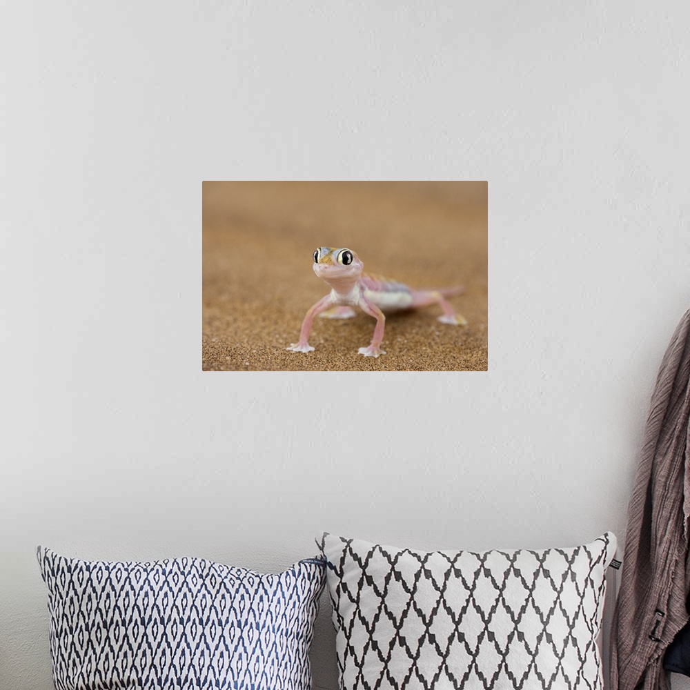 A bohemian room featuring Webfooted gecko, Namib Desert, Namibia, Africa