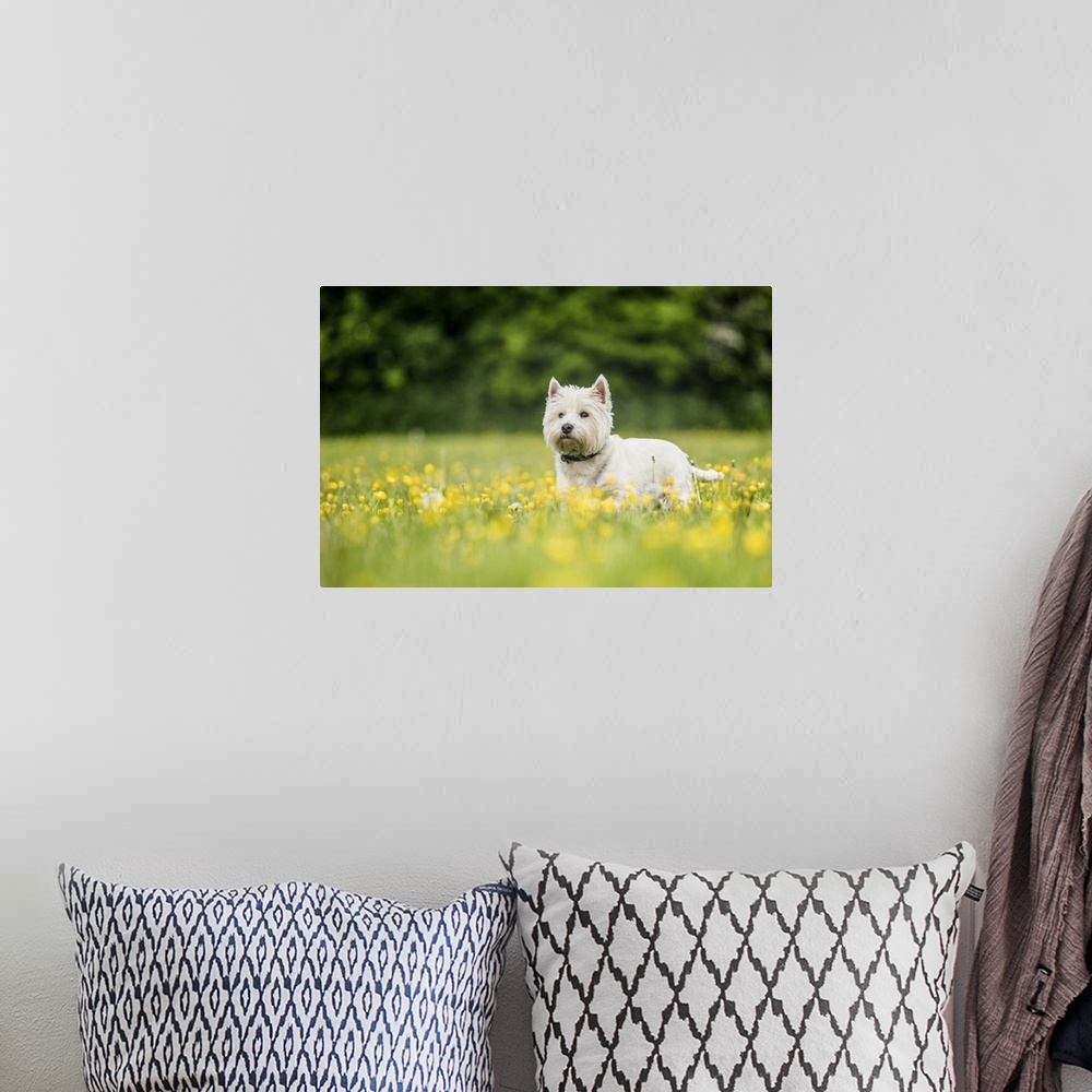 A bohemian room featuring West Highland Terrier standing in a field of yellow flowers, United Kingdom, Europe