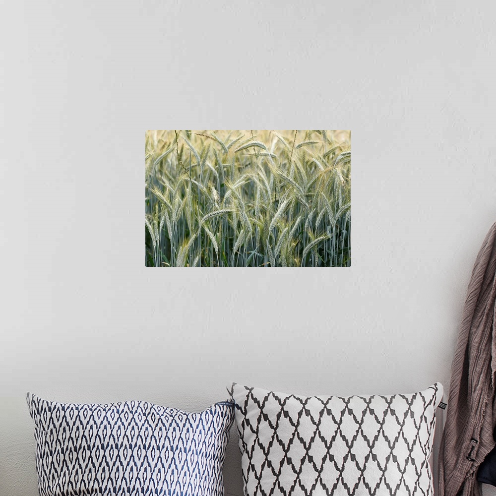 A bohemian room featuring Wheat field, cultivated plants and agriculture, Yonne, France, Europe